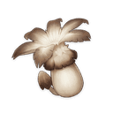 Philanemo Mushroom
