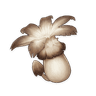 Philanemo Mushroom