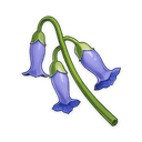 Violetgrass