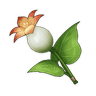 Calla Lily