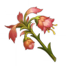 Mourning Flower